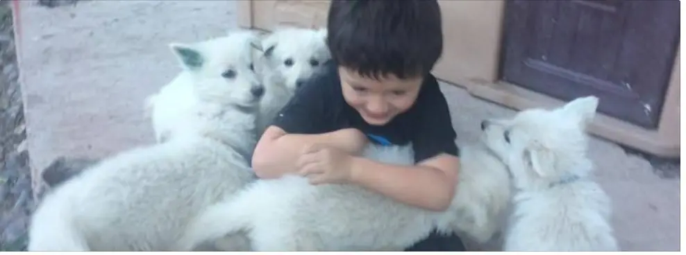 Cree un vínculo con su perro