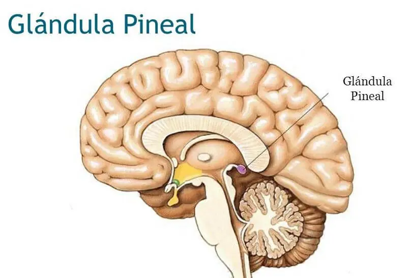 pineal
