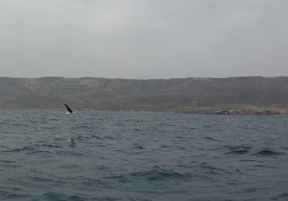 mancora