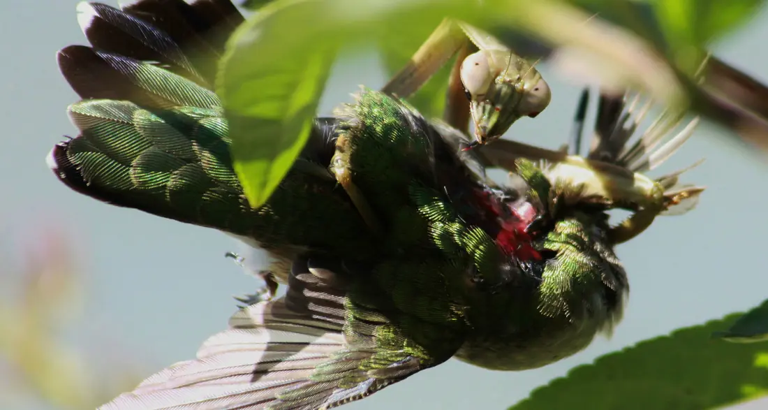 Las mantis regularmente capturan y cenan aves