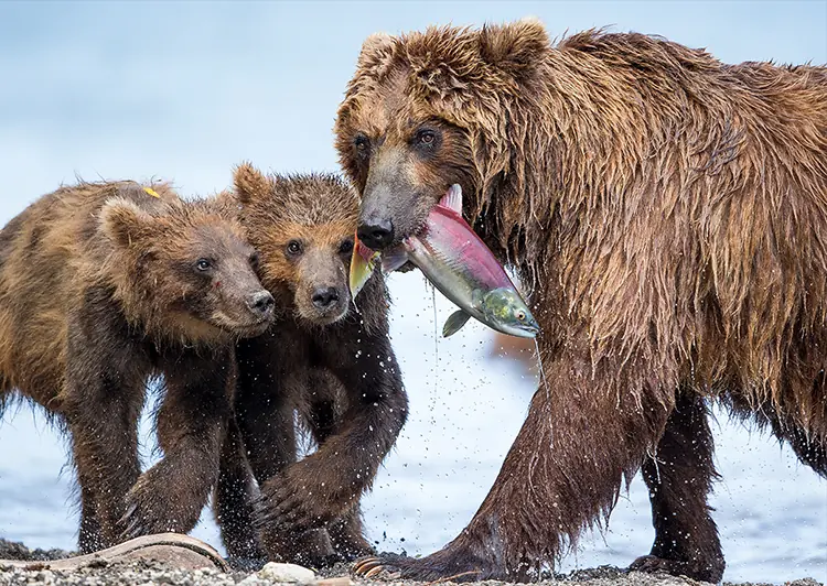 Sorprendentes fotografías del mundo natural