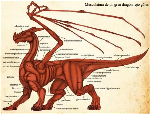 Tipos de dragones y sus variantes [Parte 2]