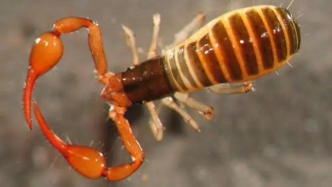 CRIATURA