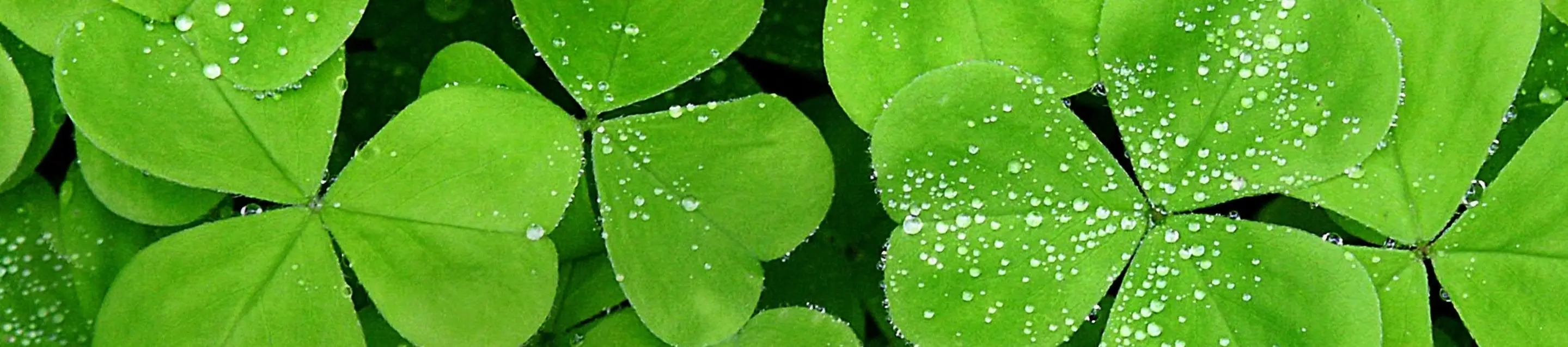 Alimentos comunes que son venenosos y tal vez no sabias