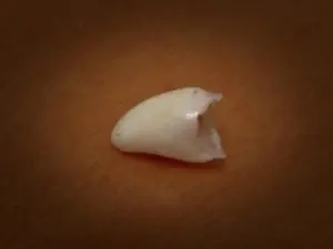 celulas madre