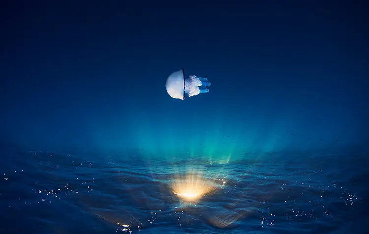 Sorprendentes fotografías del mundo natural