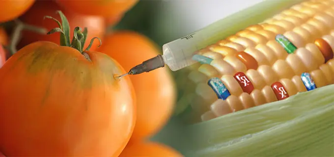 Alimentos transgenicos y la perdida de la infancia