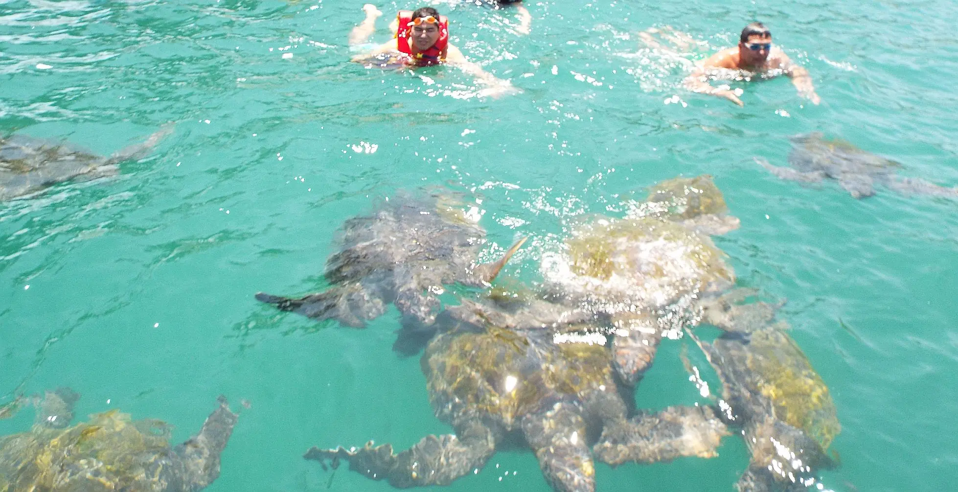 tortugas