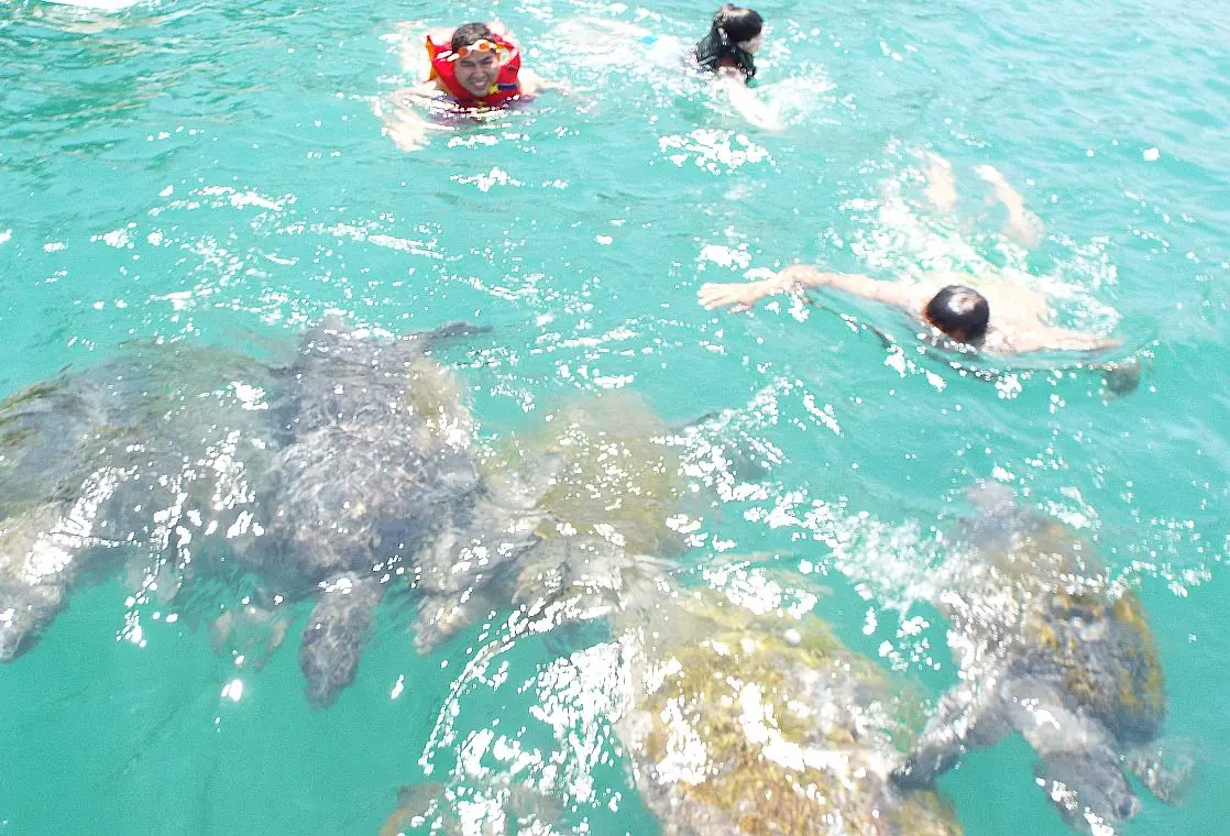 tortugas tortugas