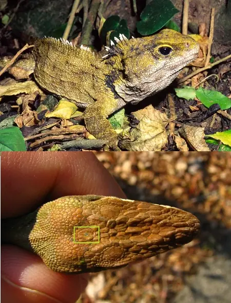 Tercer ojo
