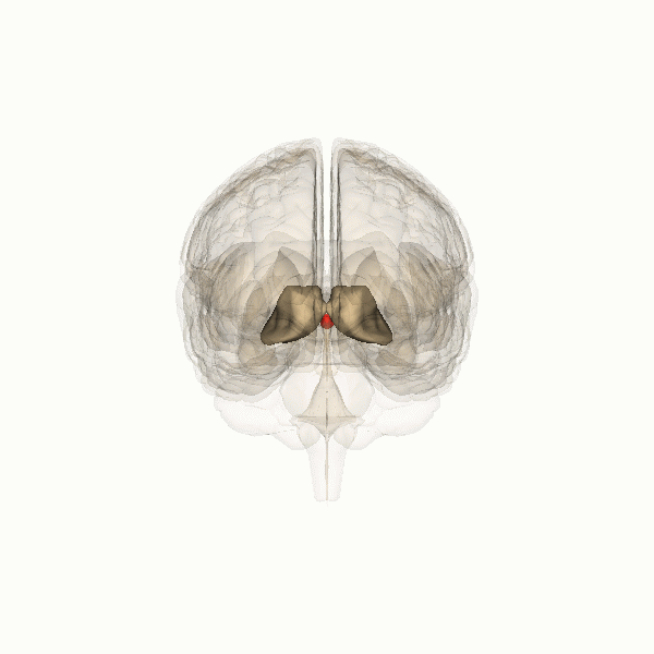La glándula pineal: el enigma de nuestra mente