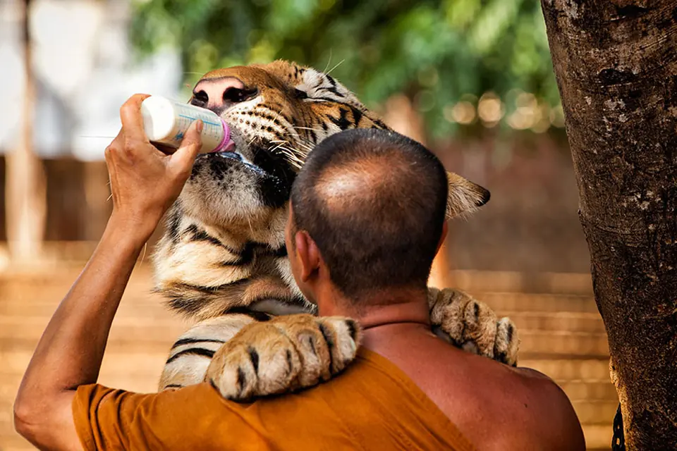 Asi alimentaba Noe a sus animales en el Arca
