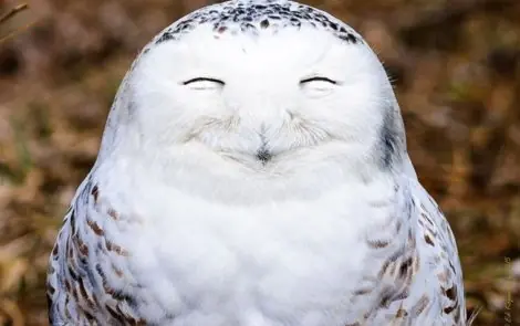 sonrisas