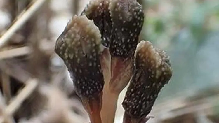 hongos