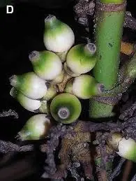 (Japón) planta que atenta contra las leyes de la naturaleza