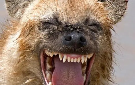 sonrisas