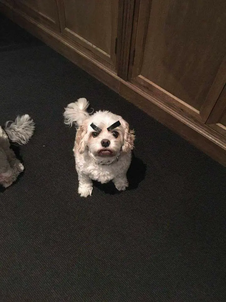 Imágenes de humor y un video de ASMR