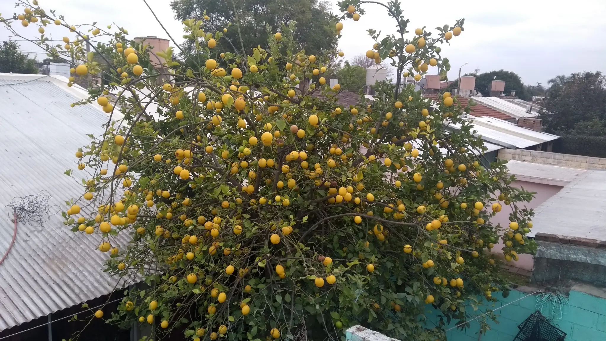 Tengo zarpada cantidad de limones