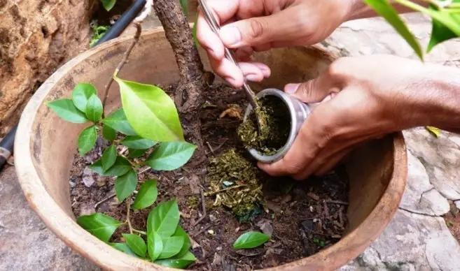 ¿Por qué no está bien tirar yerba mate entre las plantas?