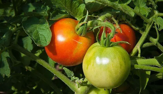 La planta de tomate vuelve caníbales a insectos herbívoros