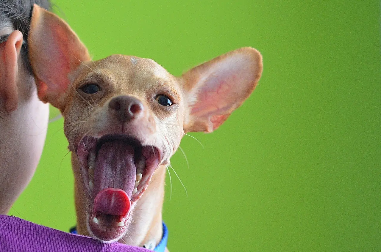 diaria