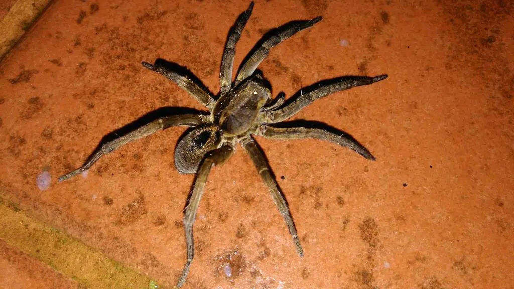 Steatoda triangulosa