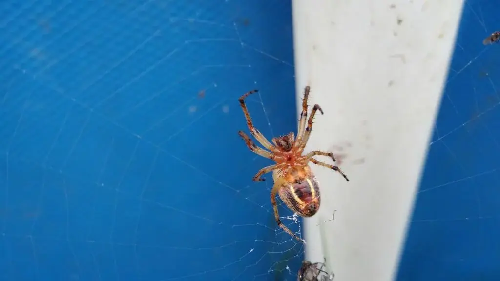 Te muestro unos artrópodos que viven en casa, pasa lince.