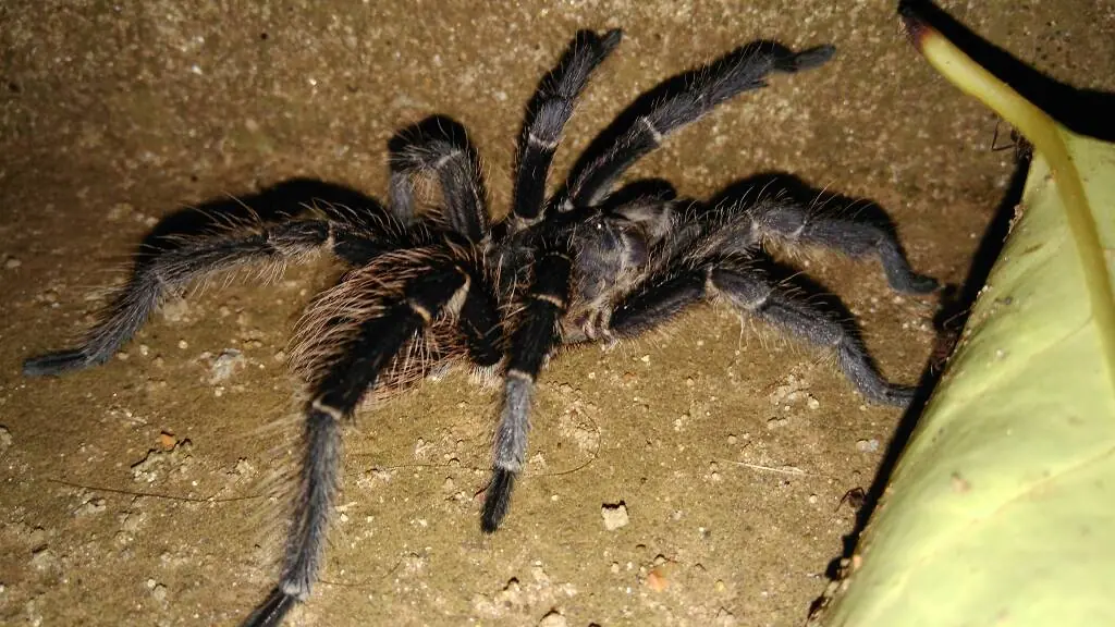 Steatoda triangulosa