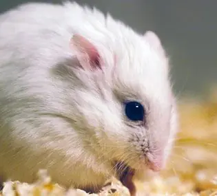Todos lo tipos de hamsters
