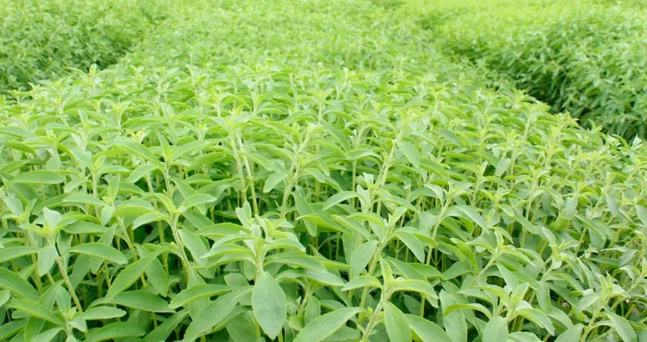 Los increibles beneficios de la estevia para la salud Los increibles beneficios de la estevia para la salud