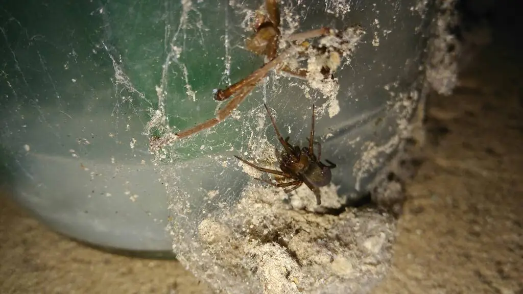 Dione juno suffumata