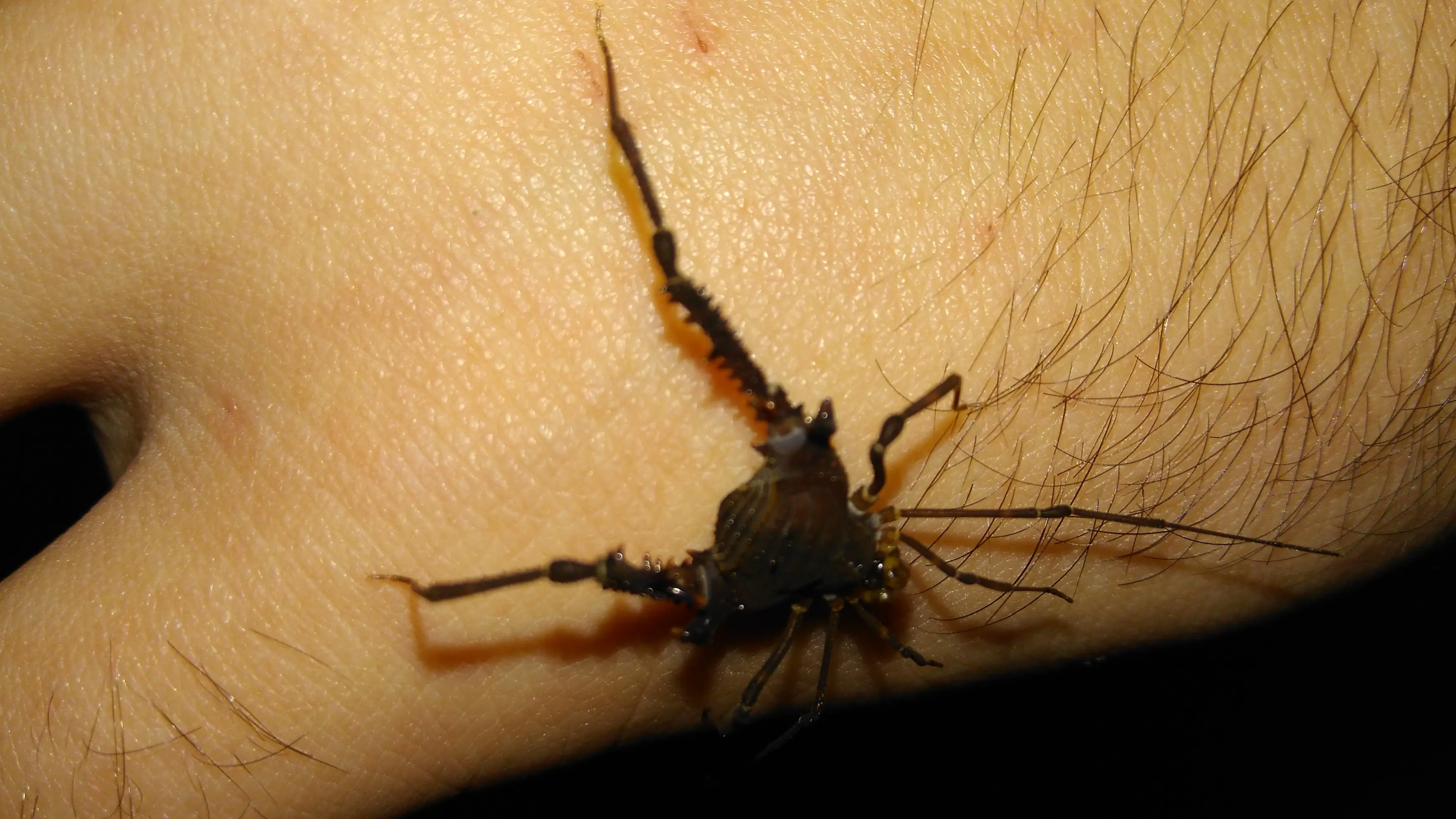 Dione juno suffumata