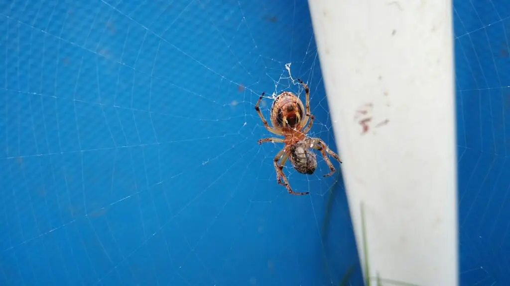 Dione juno suffumata