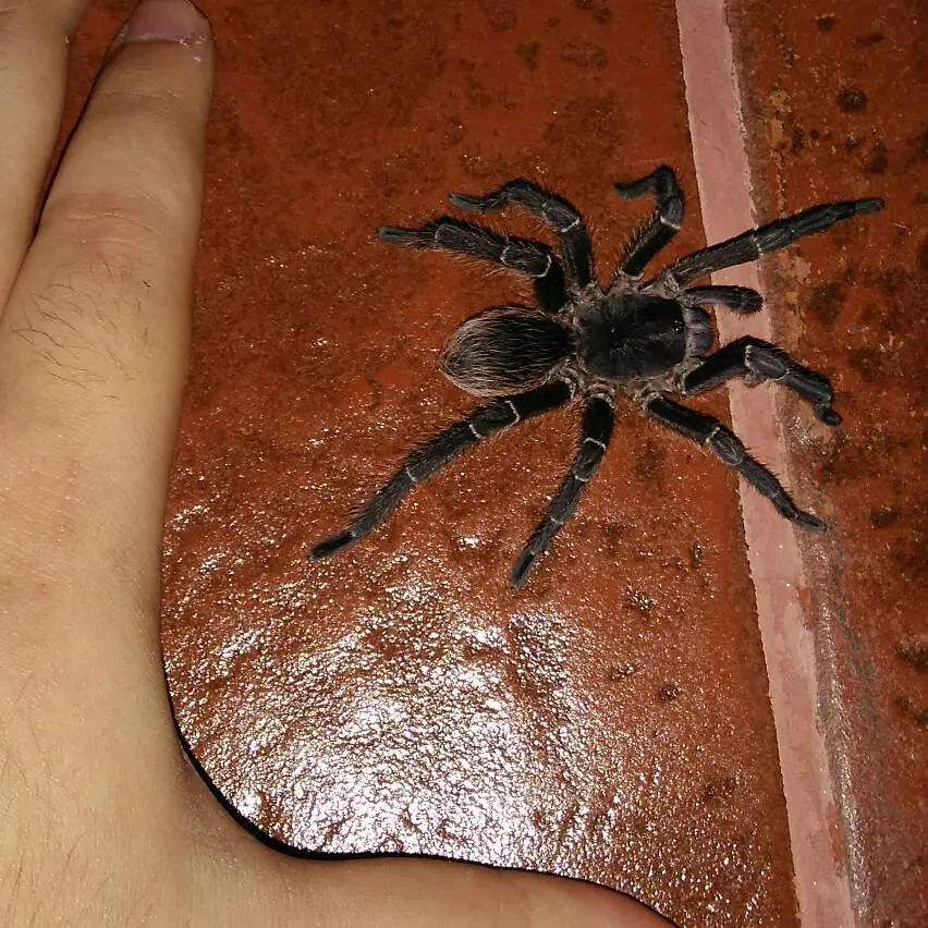 Junonia genoveva hilaris