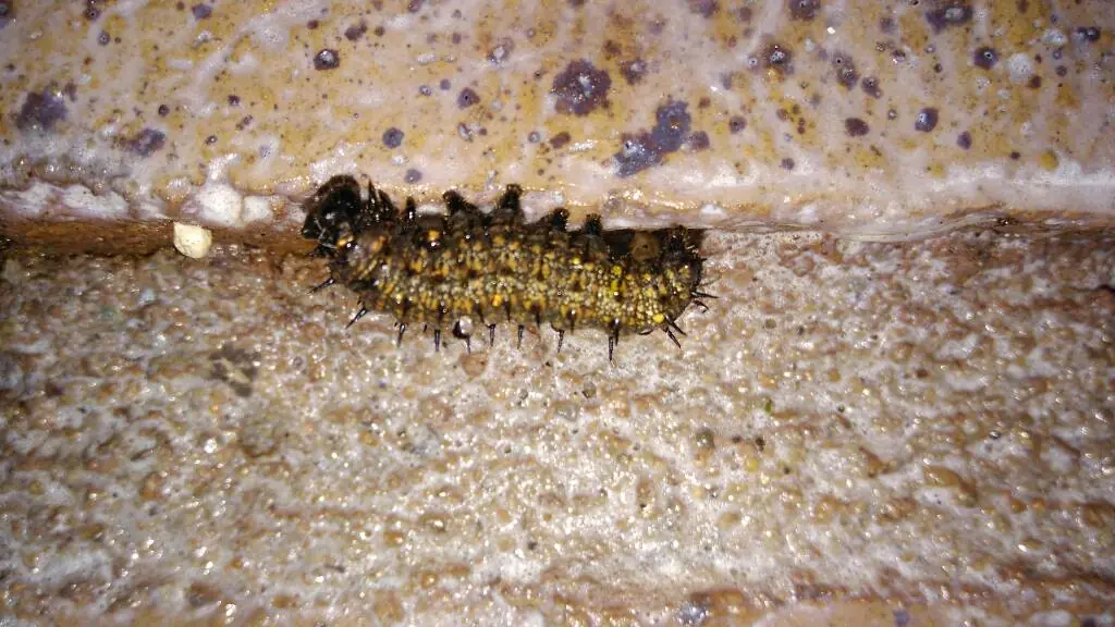 Te muestro unos artrópodos que viven en casa, pasa lince.