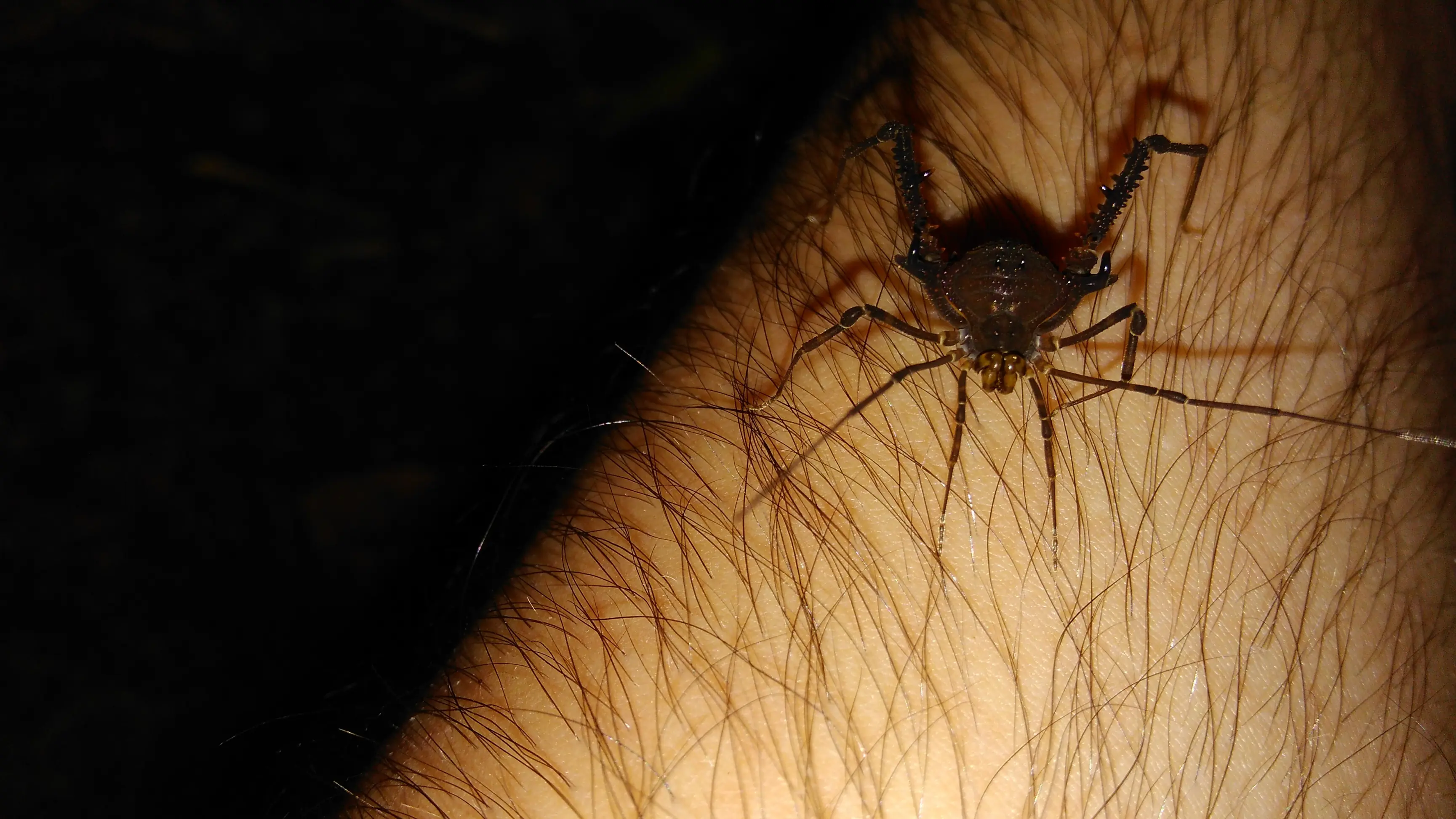 Steatoda triangulosa