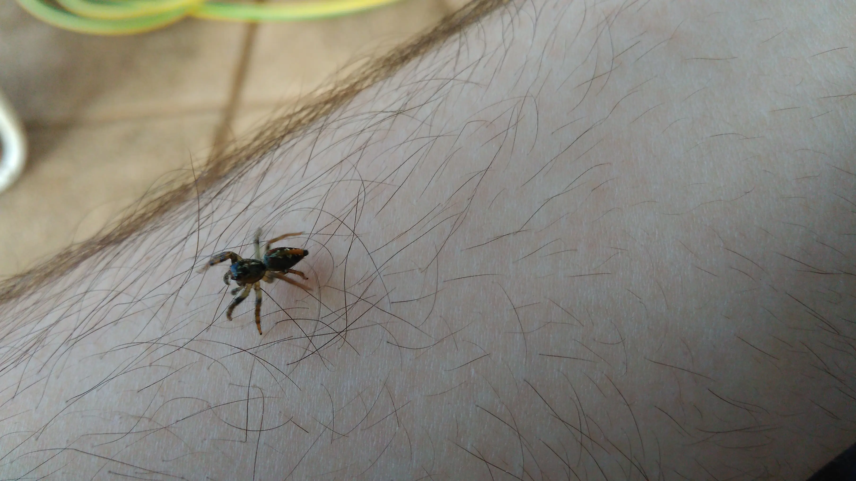 Te muestro unos artrópodos que viven en casa, pasa lince.