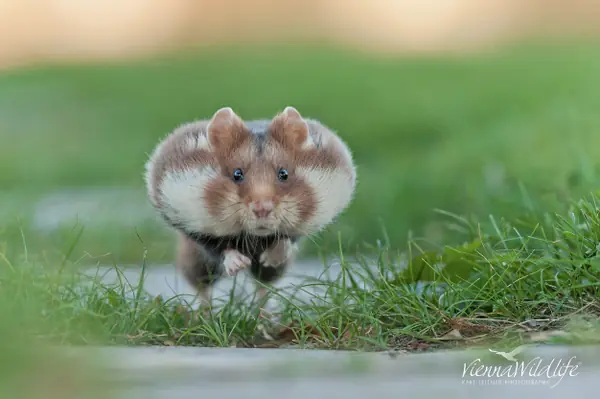 hammster