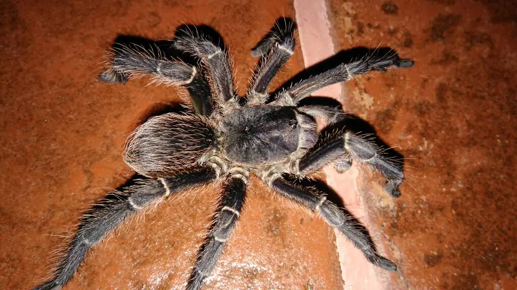 Ministrymons sanguinalis