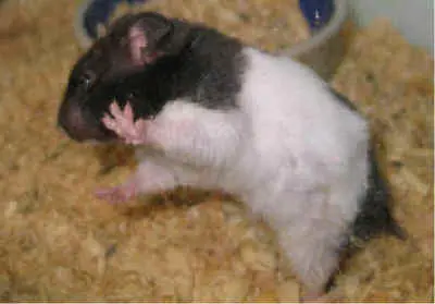 hammster