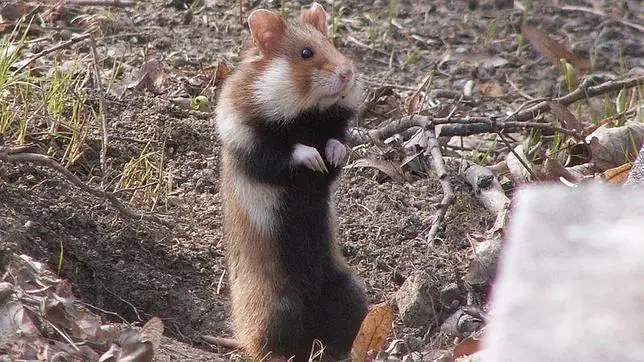 Todos lo tipos de hamsters