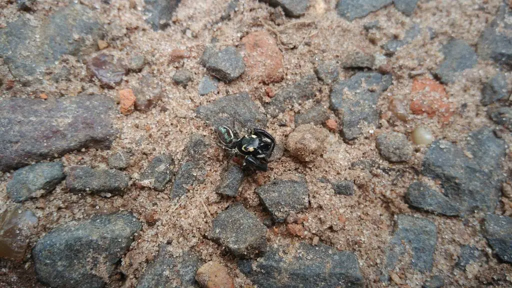 Junonia genoveva hilaris