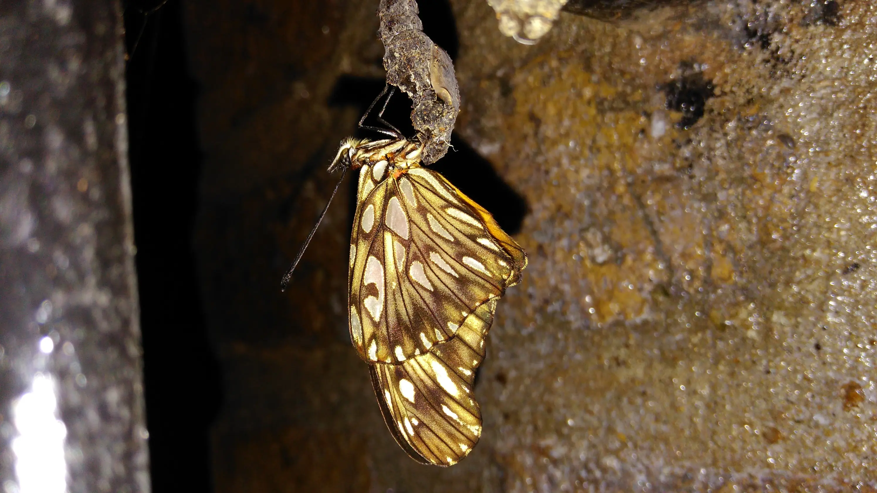 Te muestro unos artrópodos que viven en casa, pasa lince.