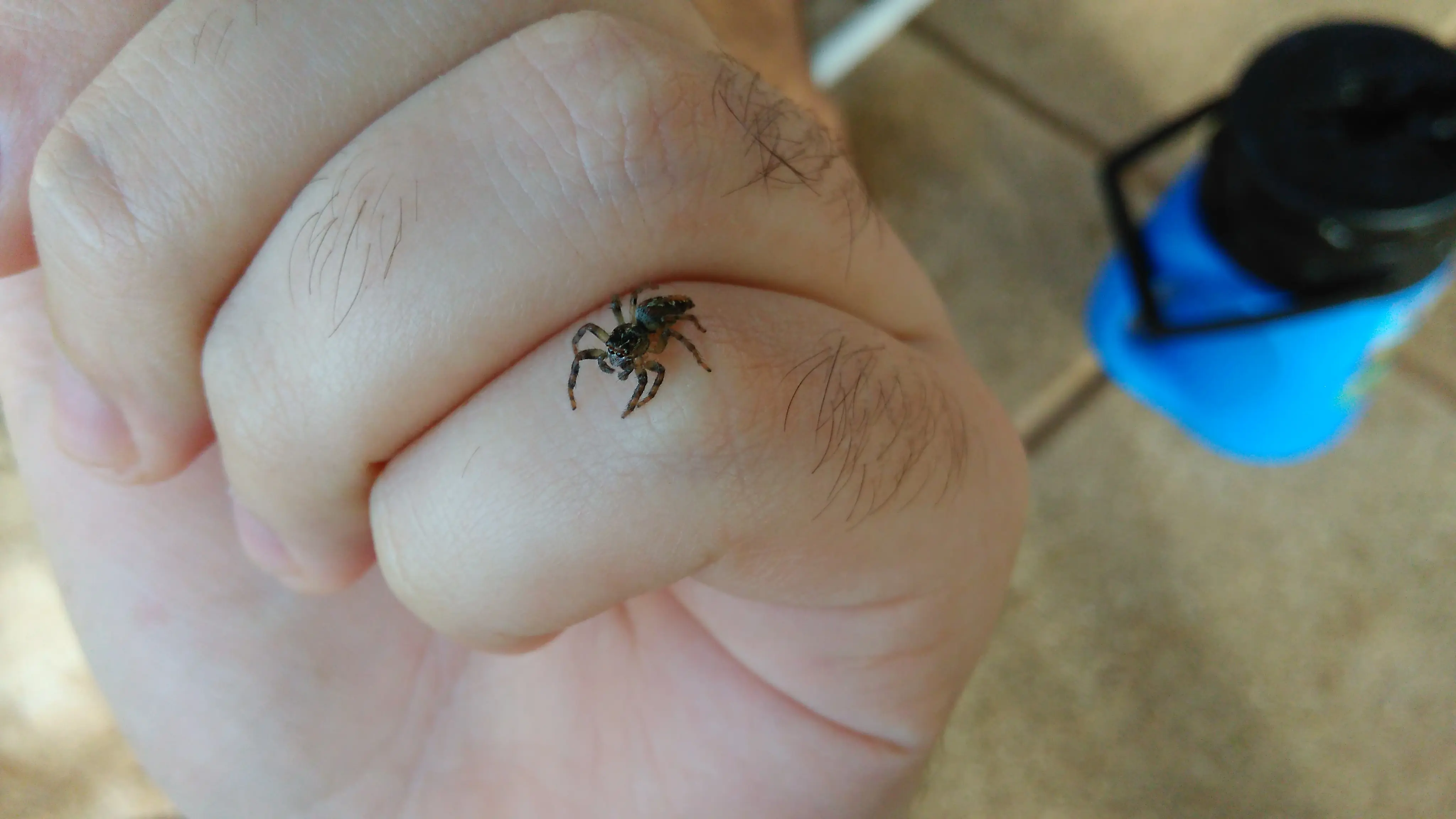 Dione juno suffumata