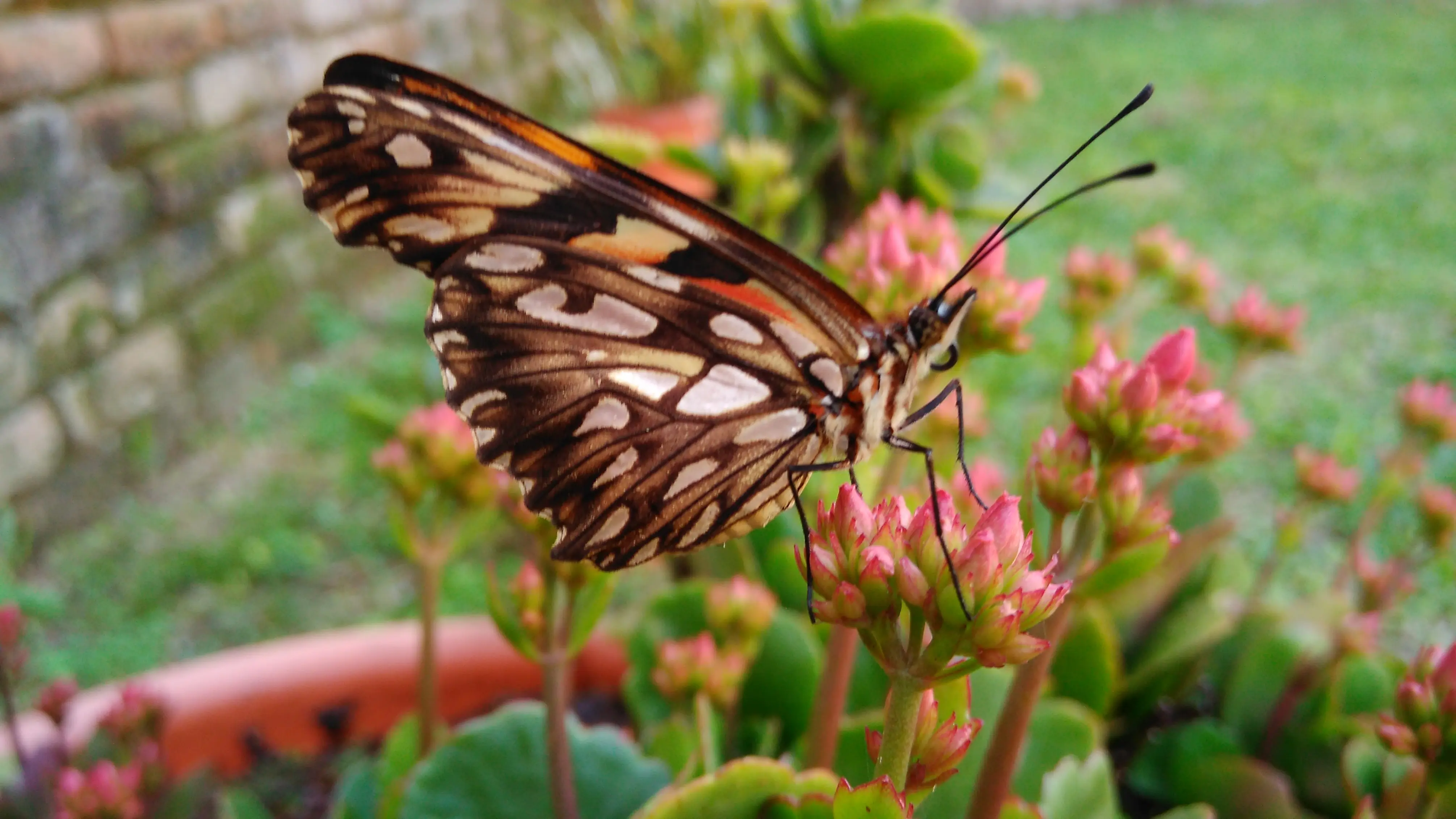 Ministrymons sanguinalis