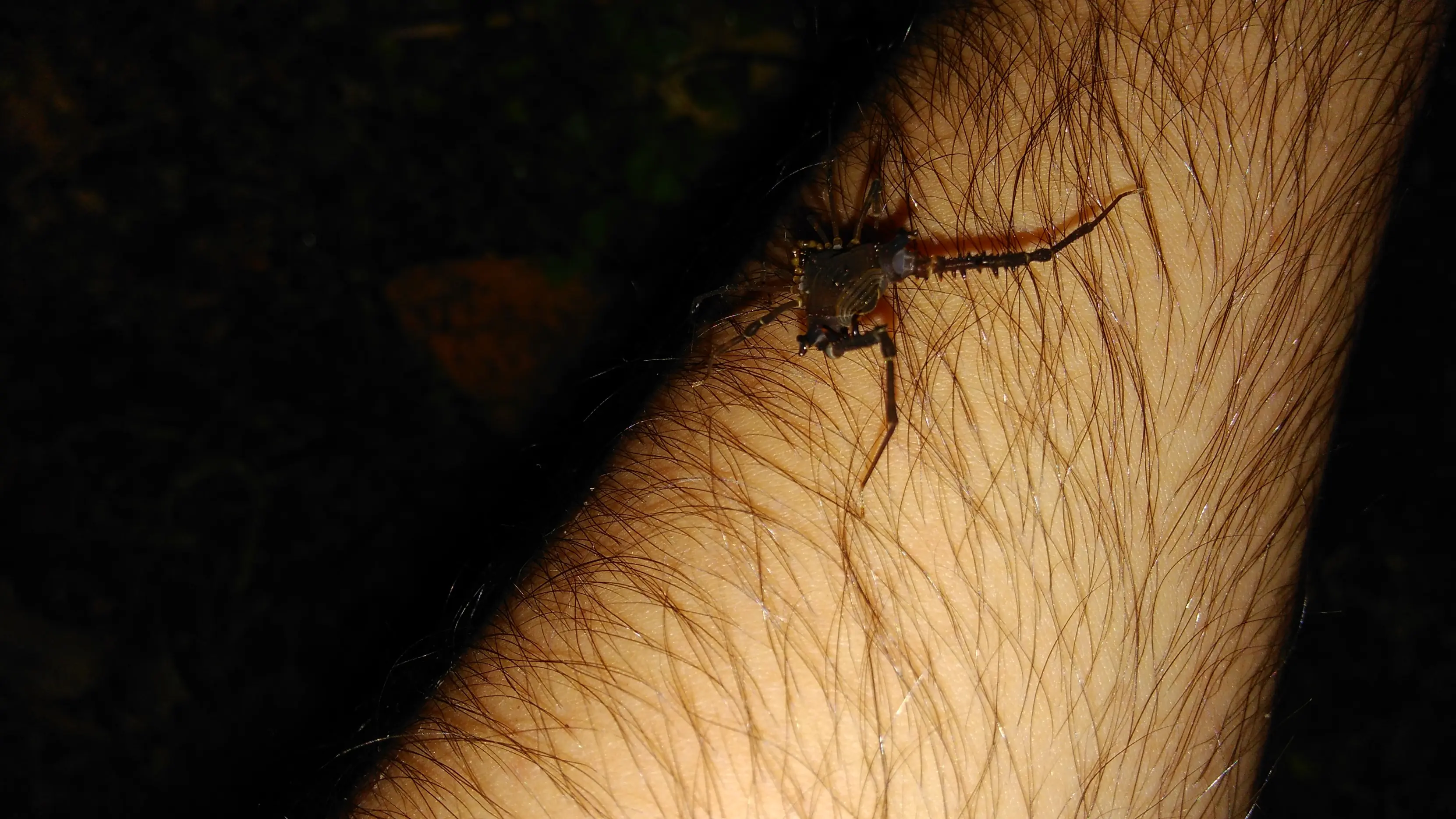 Te muestro unos artrópodos que viven en casa, pasa lince.