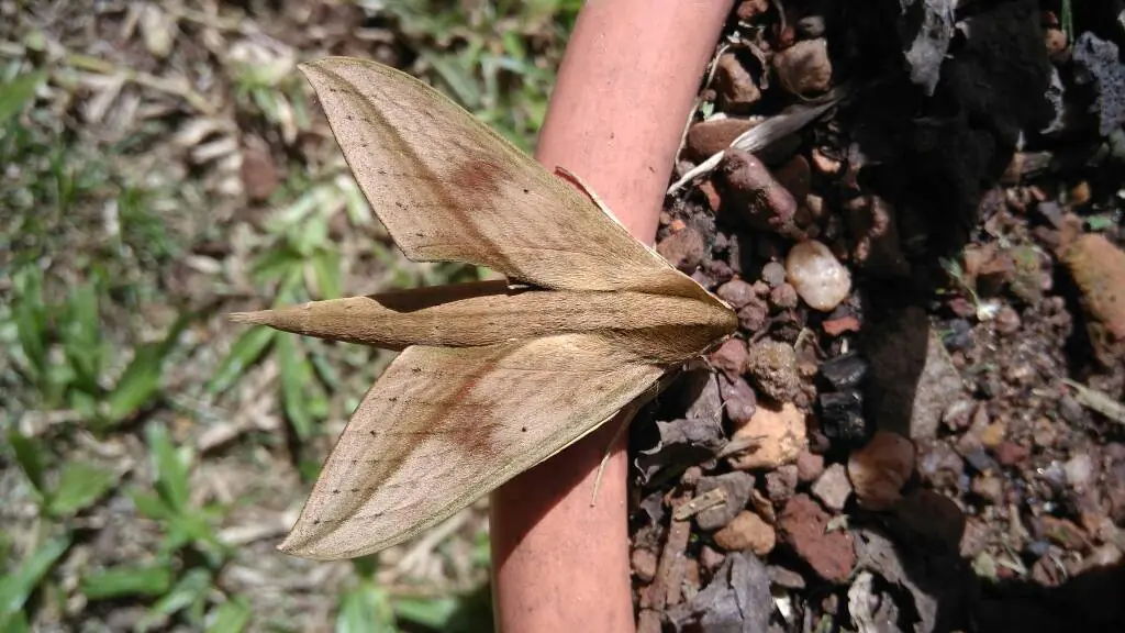 Te muestro unos artrópodos que viven en casa, pasa lince.