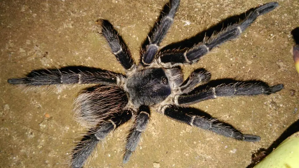 Te muestro unos artrópodos que viven en casa, pasa lince.