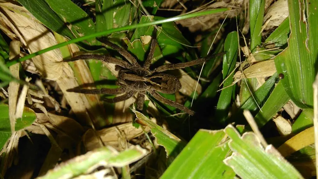 Junonia genoveva hilaris