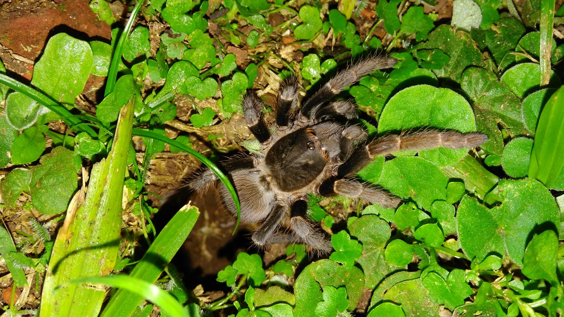 Te muestro unos artrópodos que viven en casa, pasa lince.